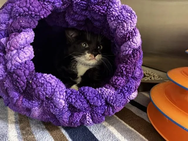 A baby small-sized female Domestic Short Hair cat named Daisy for adoption in San Jose, CA