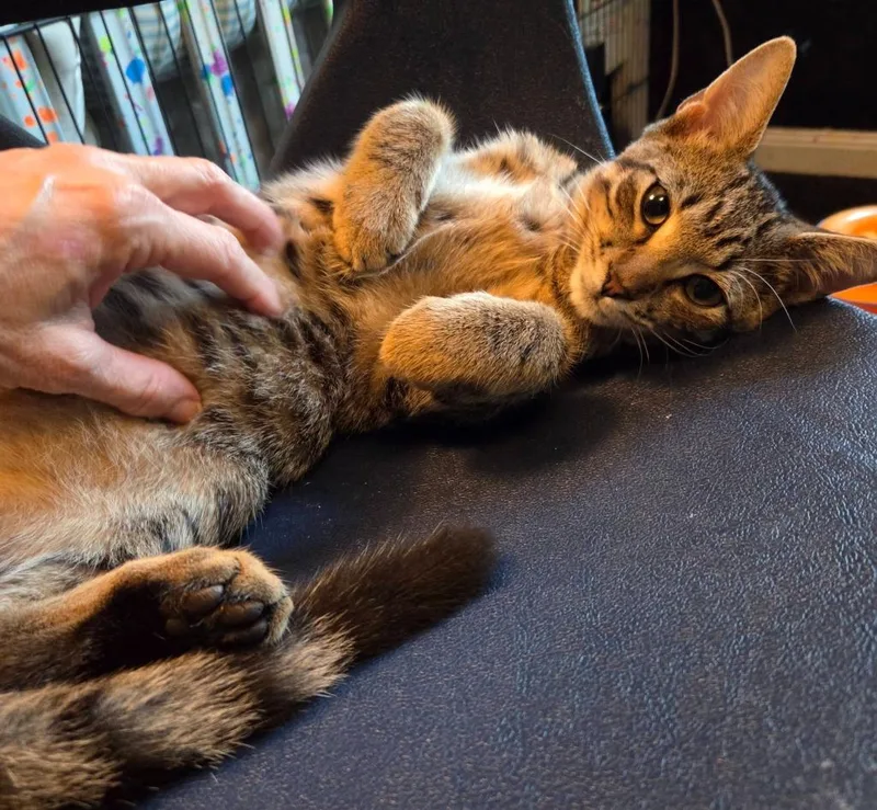 A baby small-sized male Domestic Short Hair cat named Eliott for adoption in Magnolia, TX