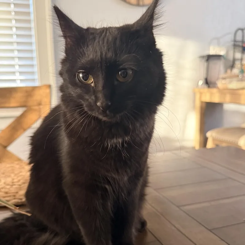 A young medium-sized female Black Domestic Short Hair cat named Shadow for adoption in LYLE, MN