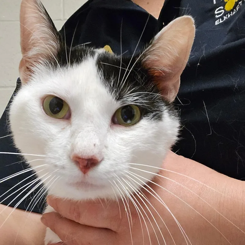 An adult medium-sized male White Domestic Short Hair cat named Bruce for adoption in Bristol, IN
