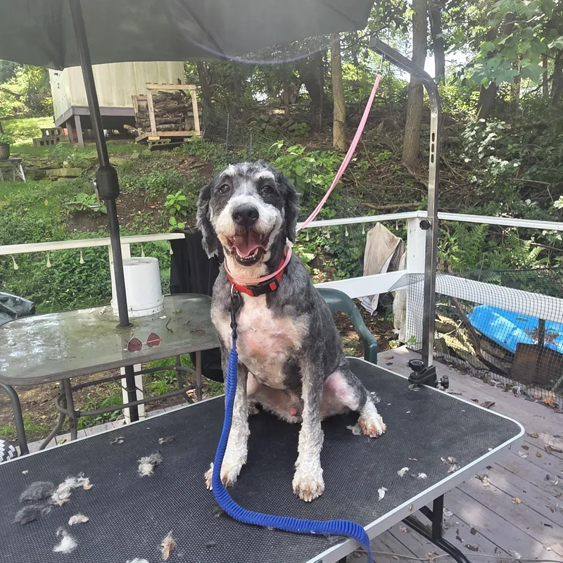An adult medium-sized male Bernadoodle dog named Shaka for adoption in PITTSBURGH, PA