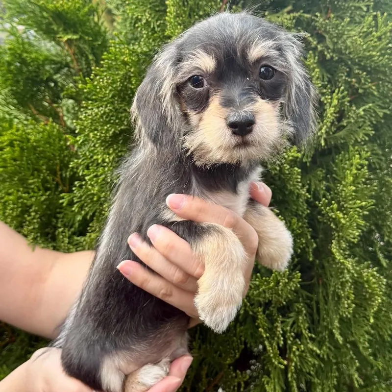 A baby small-sized male Black Miniature Schnauzer dog named Bean for adoption in West Richland, WA
