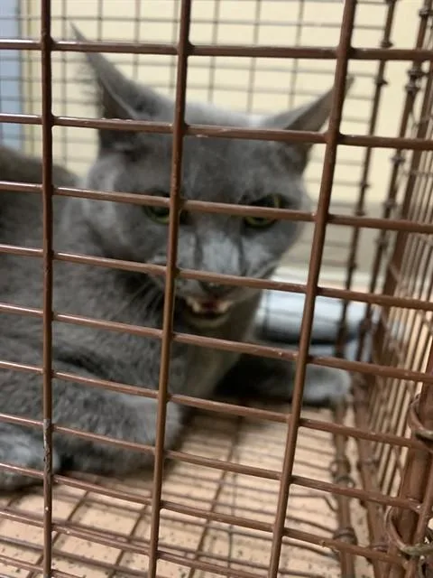 A young large-sized male Domestic Short Hair cat named Buddy for adoption in San Jose, CA