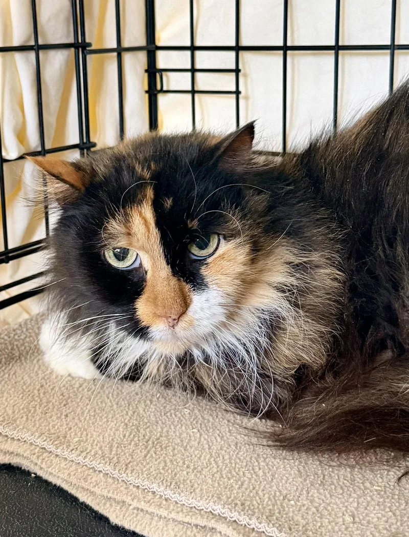 Beyoncé thumbnail 2