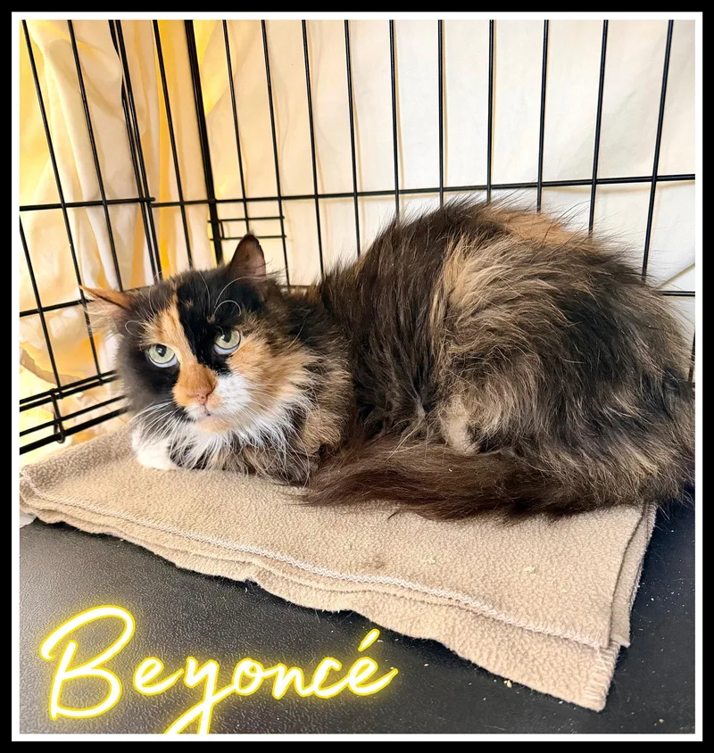 An adult medium-sized female Domestic Long Hair cat named Beyoncé for adoption in Greenville, DE