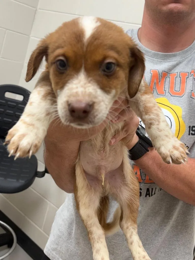 A baby medium-sized male Australian Shepherd dog named Clover Ac for adoption in Greeneville, TN