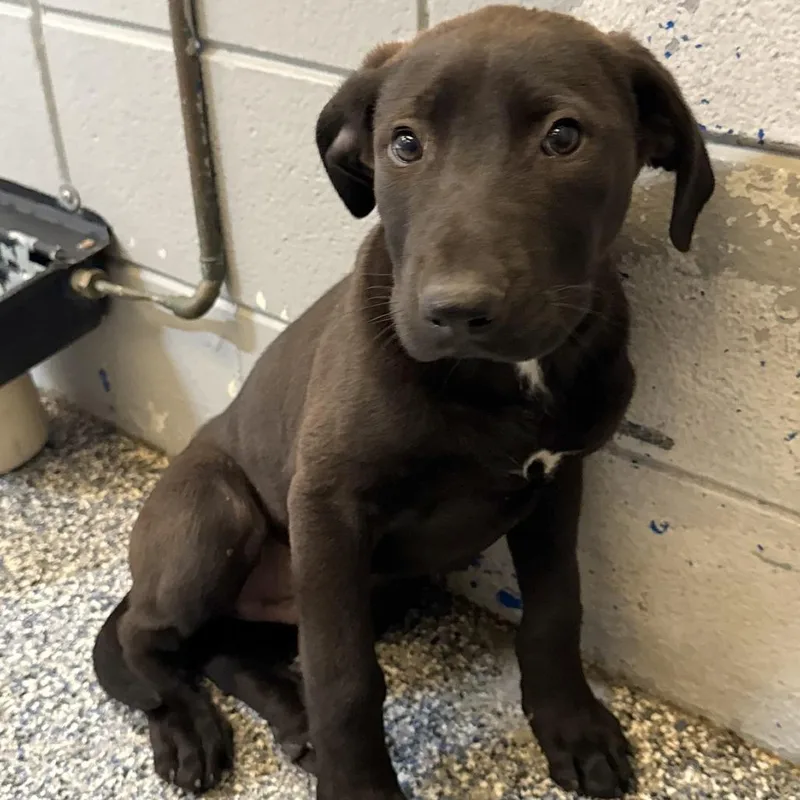A baby small-sized male Brown / Chocolate Chocolate Labrador Retriever dog named Catfish for adoption in Beaumont, TX