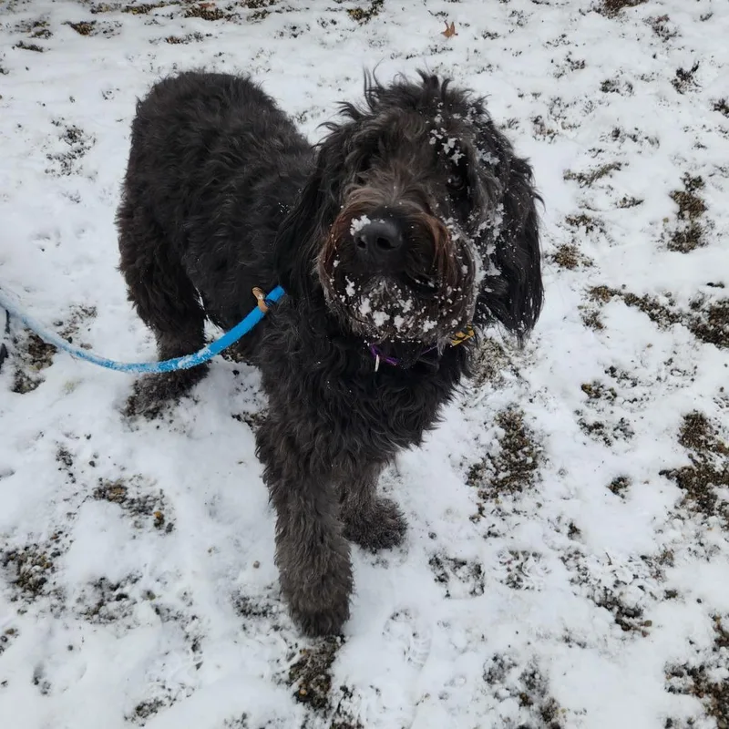 An adult medium-sized male Black Standard Poodle dog named Fonzie for adoption in Fort Wayne, IN