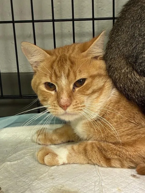 Garfield