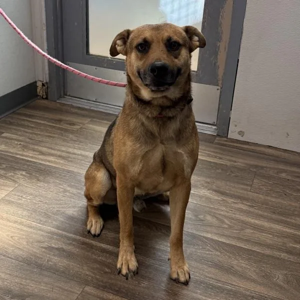 An adult large-sized male Shepherd dog named Clyde for adoption in San Diego, CA