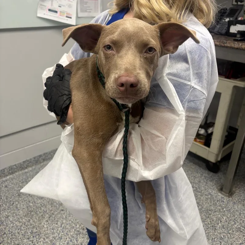 A baby medium-sized male Gray / Blue / Silver Mixed Breed dog named Randolph for adoption in Greenville, SC