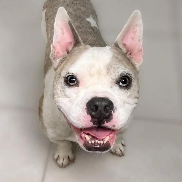 An adult medium-sized male Yellow / Tan / Blond / Fawn English Bulldog dog named Sysco for adoption in Boerne, TX