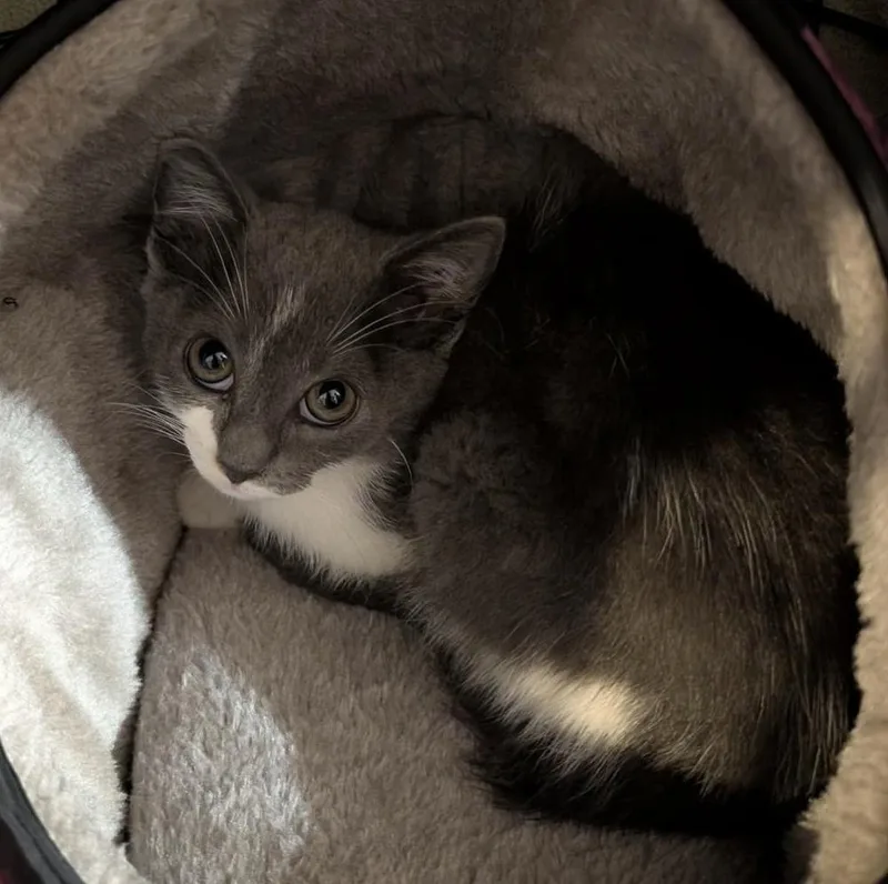 A baby small-sized female Gray & White Domestic Short Hair cat named Hazel Grifols for adoption in Poplar Grove, IL