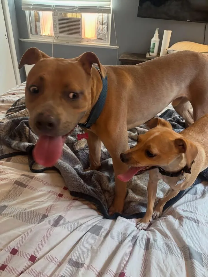 A young medium-sized male Apricot / Beige Pit Bull Terrier dog named Roman for adoption in Newfoundland, NJ