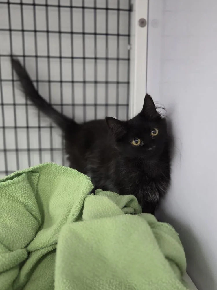 A baby small-sized female Domestic Long Hair cat named Heavy for adoption in Salmon, ID