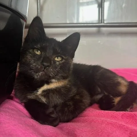 A baby small-sized female Tortoiseshell Domestic Short Hair cat named Baileys for adoption in Hudsonville, MI