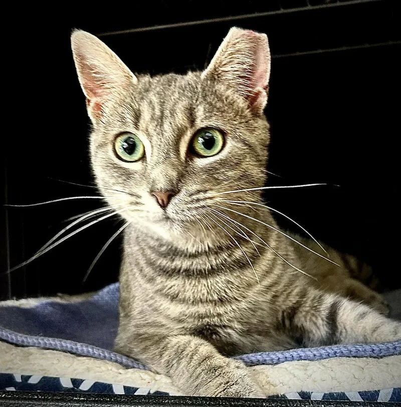 An adult medium-sized female Domestic Short Hair cat named Blue for adoption in Gettysburg, PA