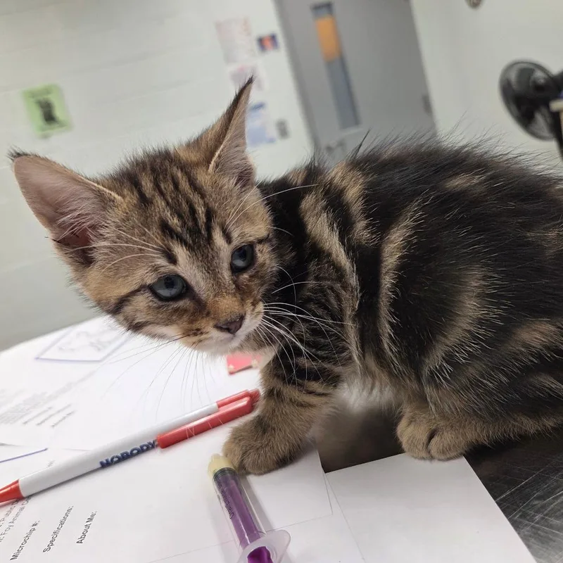 A baby small-sized male Black Domestic Short Hair cat named Air Fryer for adoption in Chattanooga, TN