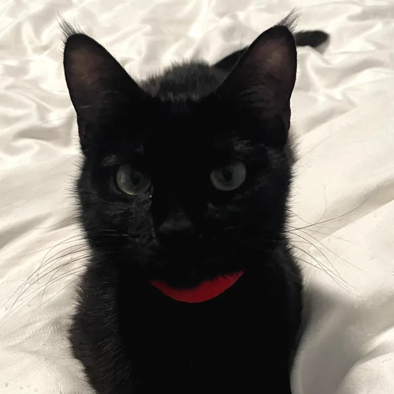 Bun