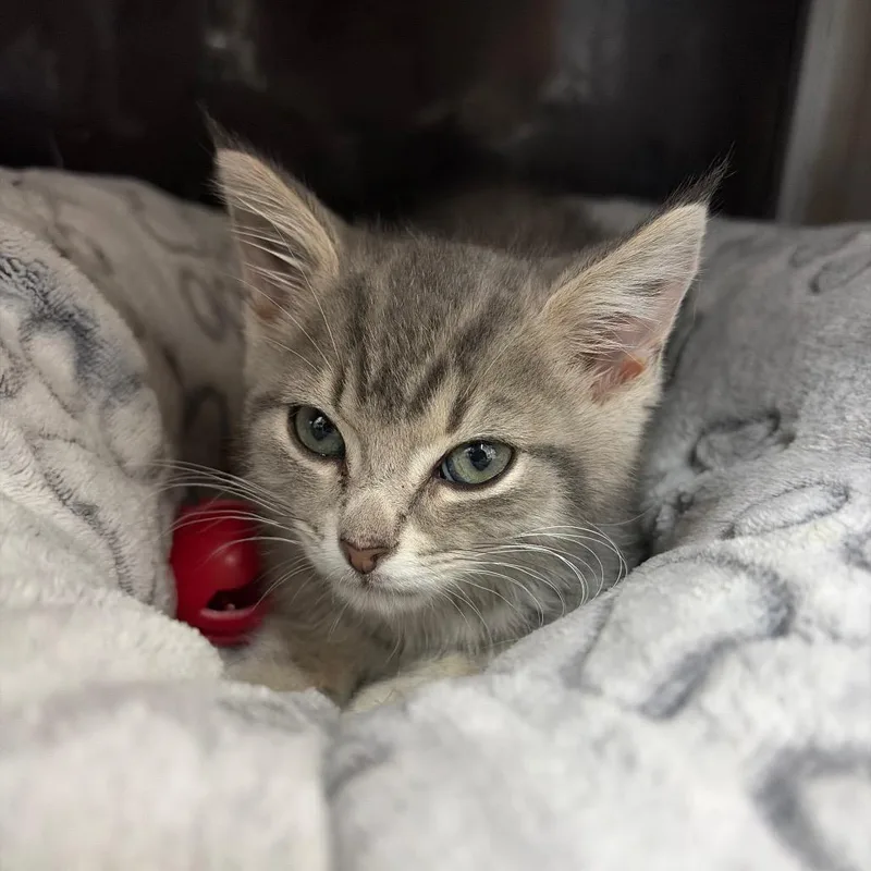 A baby small-sized male Gray / Blue / Silver Domestic Short Hair cat named Astro for adoption in West Point, MS