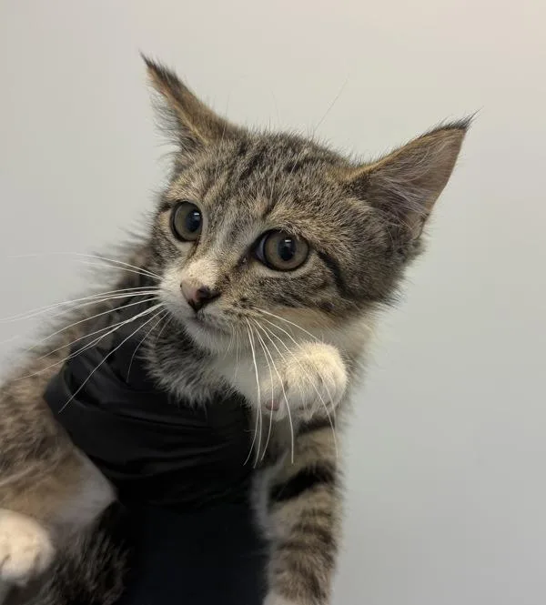 A baby small-sized male Domestic Short Hair cat named Tony for adoption in San Diego, CA