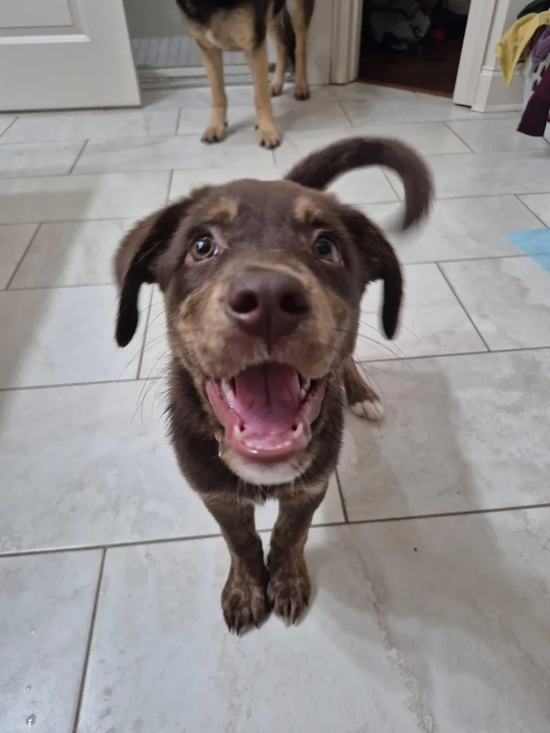 A young medium-sized female Chocolate Labrador Retriever dog named Brownie for adoption in Walker, LA