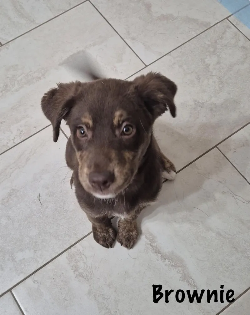 Brownie thumbnail 2