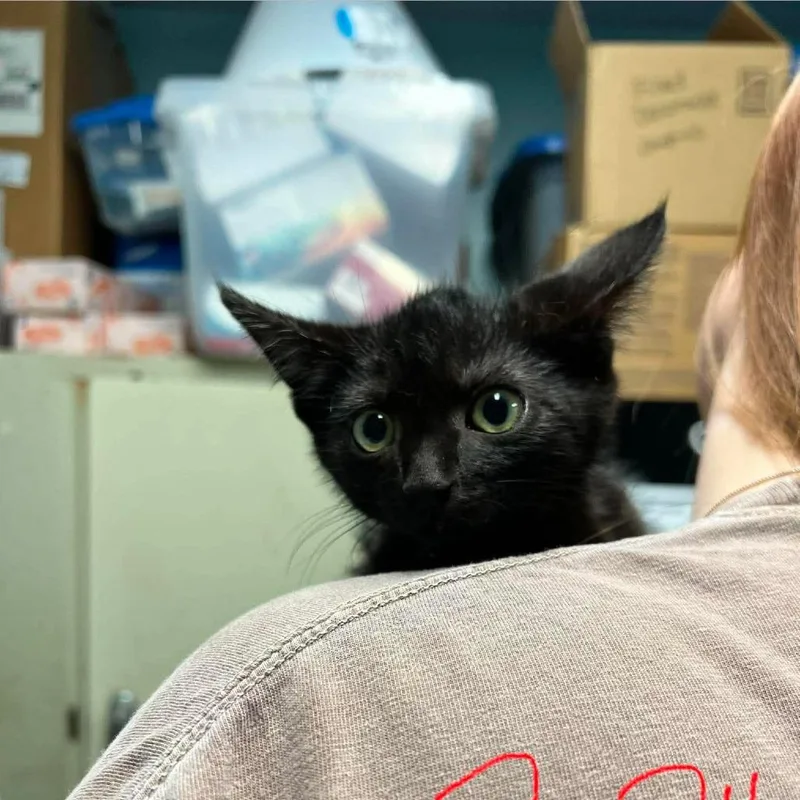 A baby small-sized male Black Domestic Short Hair cat named Macaron for adoption in Edwardsville, IL