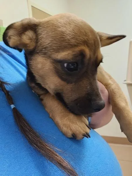 A baby small-sized female French Bulldog dog named Little Sparrow for adoption in Kennewick, WA