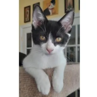 A baby small-sized male Black Domestic Short Hair cat named Bentley for adoption in Newport News, VA