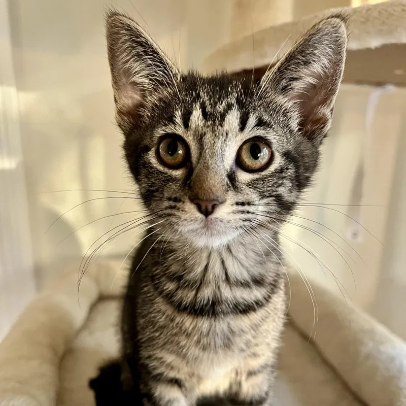 A baby small-sized female Domestic Short Hair cat named Madison for adoption in Portage, MI