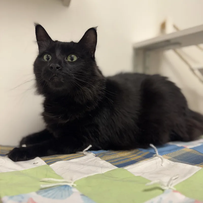 Cat Cat thumbnail 2