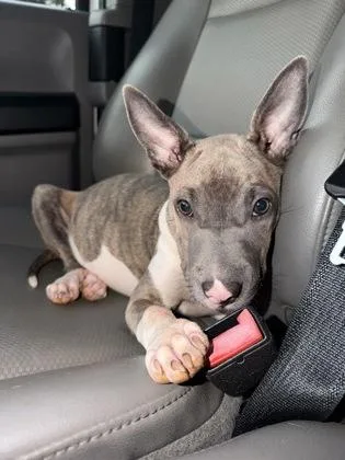 A baby small-sized female Mixed Breed dog named Bram for adoption in Atlanta, GA