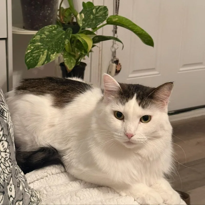 A senior small-sized female White Domestic Short Hair cat named Bella for adoption in Carlin, NV