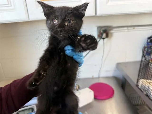 A baby small-sized female Domestic Short Hair cat named Xzanthia for adoption in San Bernardino, CA