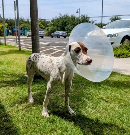 An adult small-sized female Terrier dog named Whiskey for adoption in Honolulu, HI