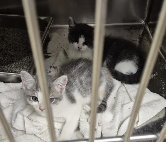 A baby small-sized female Domestic Short Hair cat named Pop for adoption in Decatur, IL