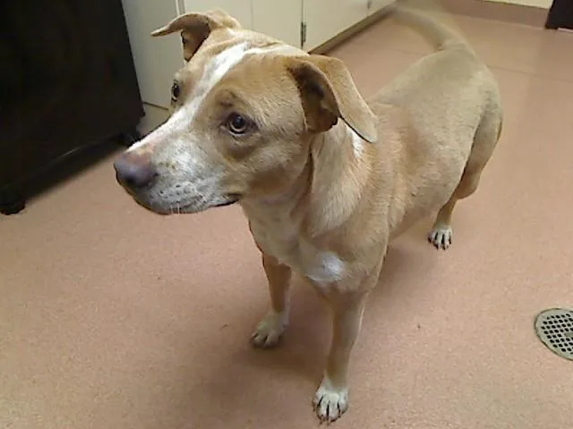 A young medium-sized female Australian Cattle Dog / Blue Heeler dog named Ubereats for adoption in Cookeville, TN