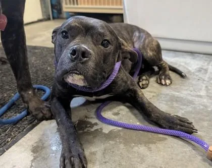 An adult medium-sized female Presa Canario dog named Penelope for adoption in Independence, MO