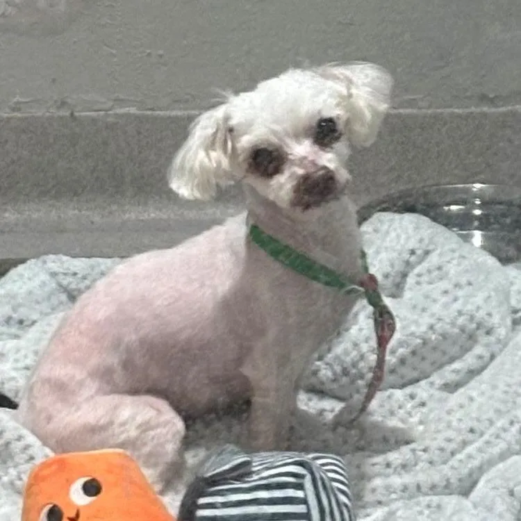 A senior small-sized male White / Cream Maltese dog named Dobby for adoption in Branford, CT