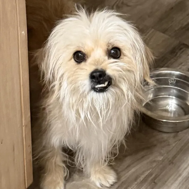 An adult small-sized male Yellow / Tan / Blond / Fawn Terrier dog named Woolly for adoption in Las Vegas, NV