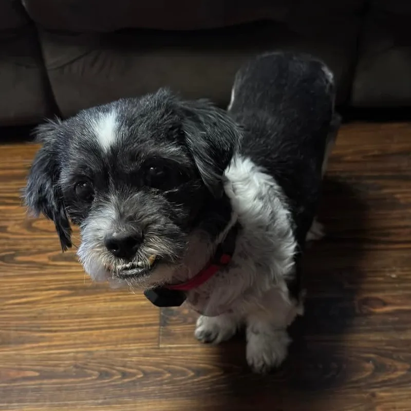 Gremlin thumbnail 3