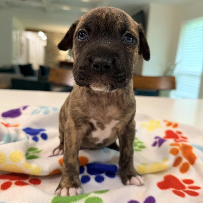 A baby small-sized female Brindle Catahoula Leopard Dog dog named Mary Ann for adoption in New Orleans, LA