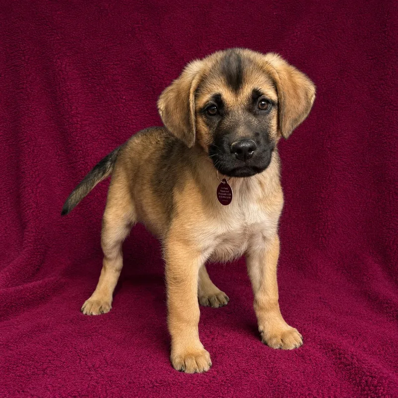A baby large-sized male Labrador Retriever dog named Brooks for adoption in Nashville, TN