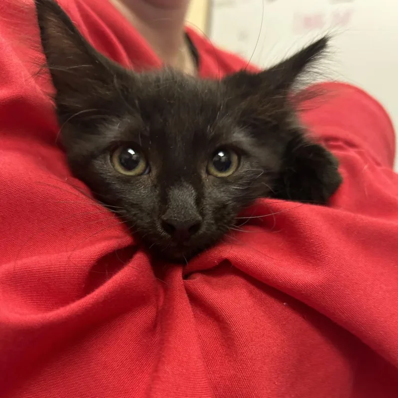 A baby small-sized male Black Domestic Long Hair cat named Puddle for adoption in Springfield, MA