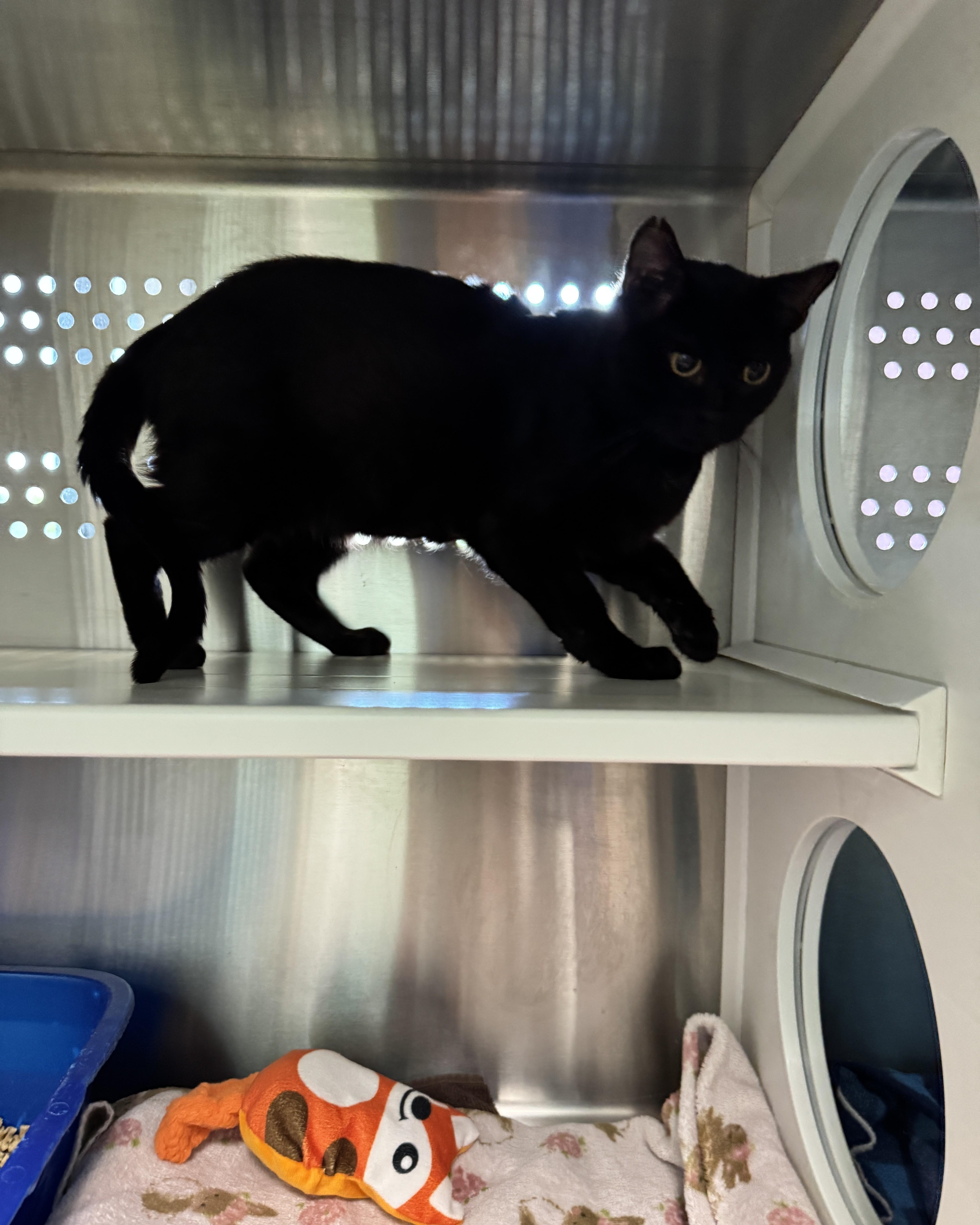 A young medium-sized male Black Domestic Short Hair cat named Bash for adoption in Seneca, PA
