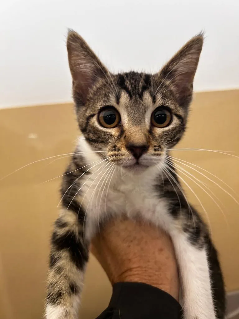 A baby small-sized female Domestic Short Hair cat named Telephone Pole for adoption in Gautier, MS