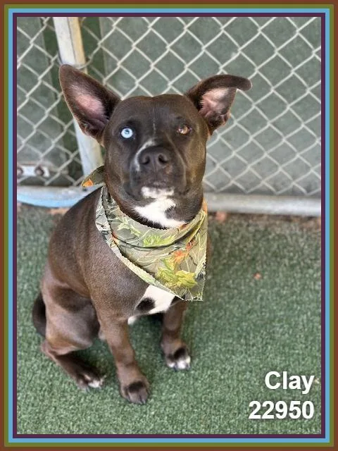 A young medium-sized male Gray / Blue / Silver Staffordshire Bull Terrier dog named Clay for adoption in Marietta, GA