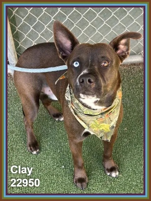 Clay thumbnail 2