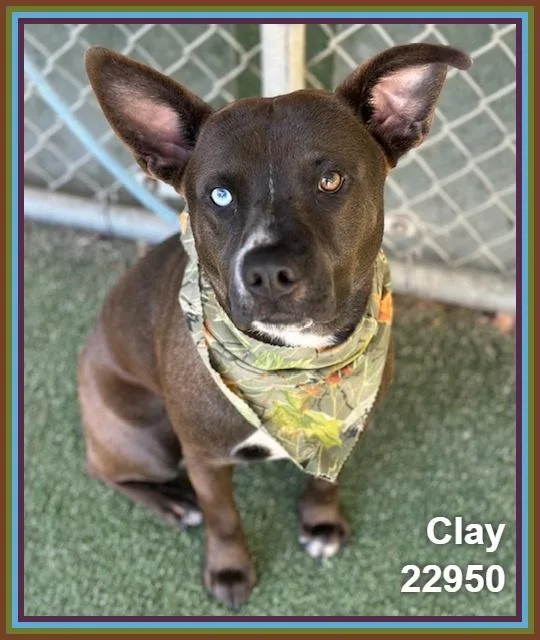 Clay thumbnail 4